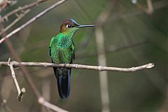 Violet-fronted Brilliant